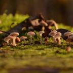 Short mushroom story :)
